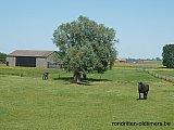 Zandlemig Vlaanderen